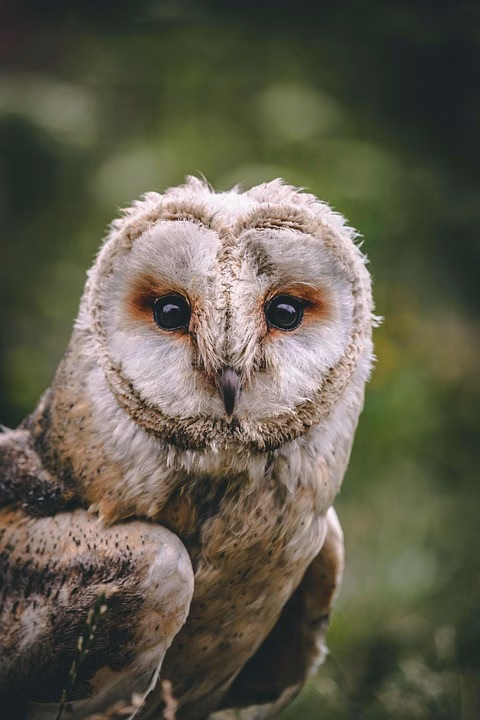Choosing Wisely: A Comprehensive Guide to GitLab’s Pricing Tiers