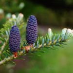 Evergreen Software Resources: The Secret to Sustainable Productivity