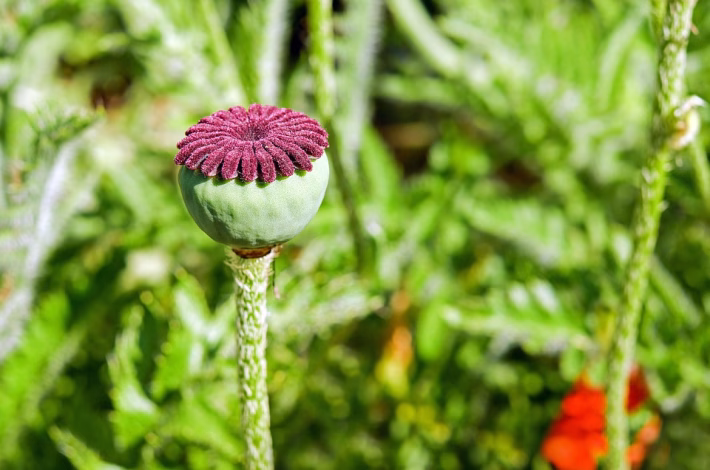 Capsule CRM Integrations: Unleashing the Full Potential of Your Tech Stack