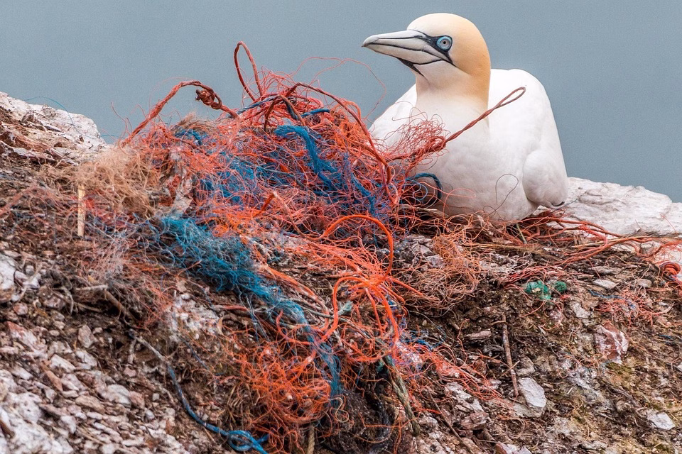 The Plastic Pandemic: Tackling Waste in Our Oceans The Plastic Pandemic: Tackling Waste in Our Oceans