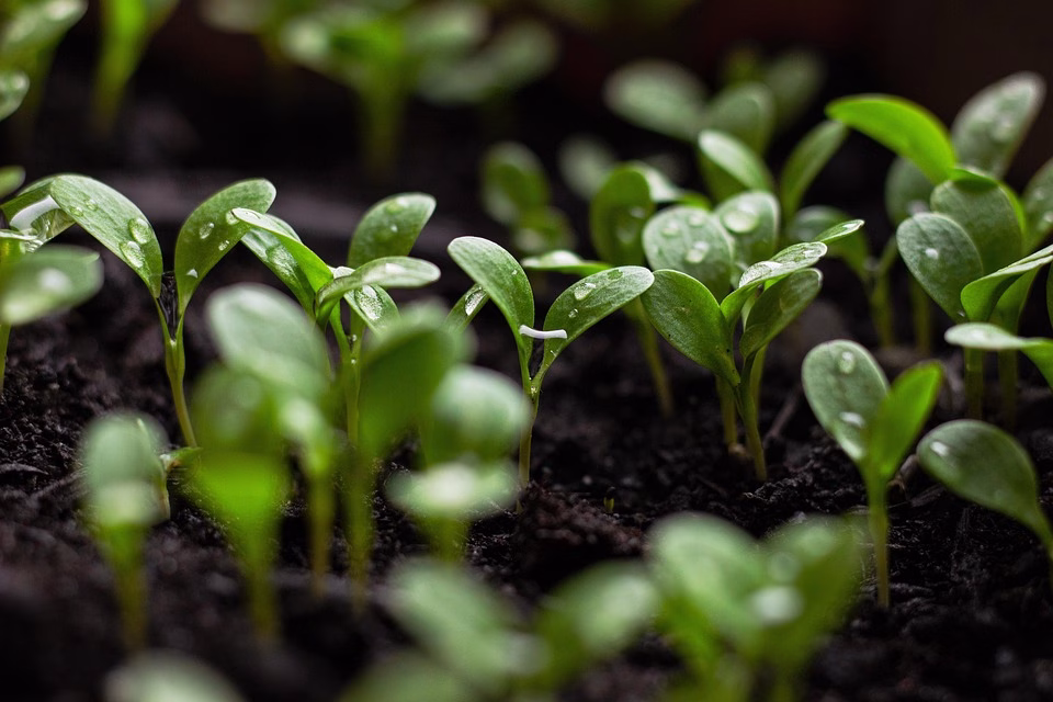 Sustainability Through Software: Open-Source Trends for a Greener 2025 Sustainability Through Software: Open-Source Trends for a Greener 2025
