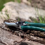 Pruning Techniques: Shaping Your Bonsai for Perfection