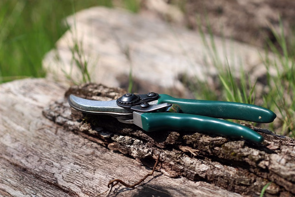 Pruning Techniques: Shaping Your Bonsai for Perfection Pruning Techniques: Shaping Your Bonsai for Perfection