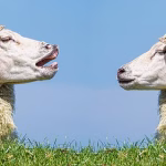 Communicate Like a Pro: Must-Have Tools for Team Efficiency