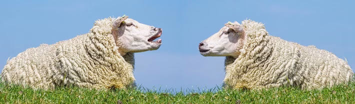 Communicate Like a Pro: Must-Have Tools for Team Efficiency