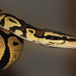 Unleashing Python: The Best PyCharm Alternatives You Should Consider