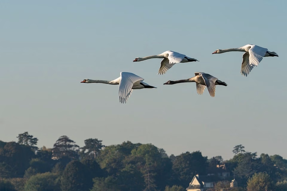 From A to B: Streamlining Your VPS Migration Process
