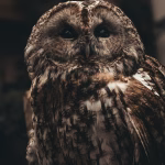 Choosing Wisely: The Ultimate Identity Theft Protection Tools for 2025