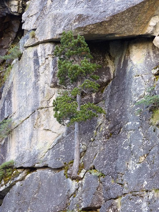 The Resilience Revolution: Cultivating a Culture that Thrives in Adversity