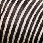 Stripe vs PayPal: Pros, Cons, and Everything In Between