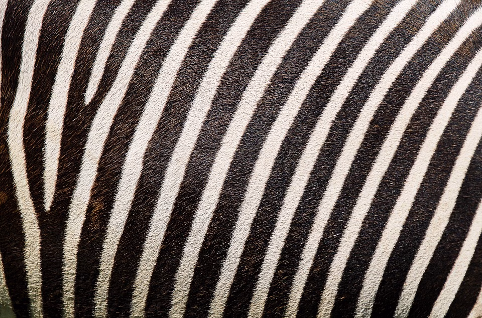 Stripe vs PayPal: Pros, Cons, and Everything In Between Stripe vs PayPal: Pros, Cons, and Everything In Between