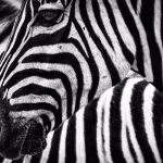 Stripe vs PayPal: The Ultimate Showdown for Online Businesses
