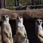 24/7 Vigilance: How Uptime Monitoring Can Save Your Business