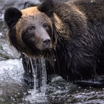 From Notion to Bear: The Ultimate Guide to Evernote Alternatives