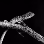 Scaling New Heights: AI Solutions for Small and Medium Enterprises