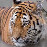 Zoom 2025: Features, Challenges, and the Future of Virtual Meetings